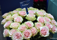 Frutteto is a bigflower rose. A real favorite of florists and is highly resistant against botrytis. It’s a variety that isn’t easily scared by altitude.